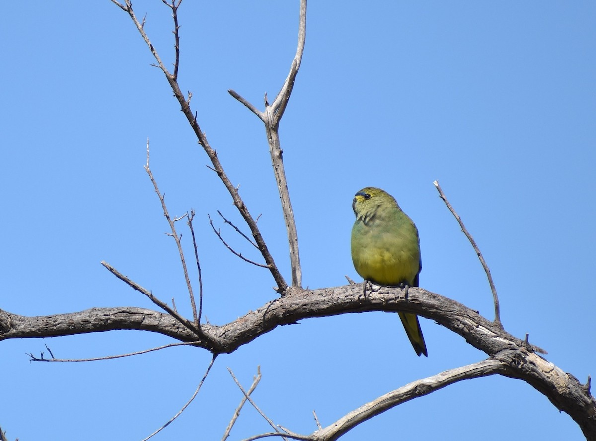 Blue-winged Parrot - ML374547211