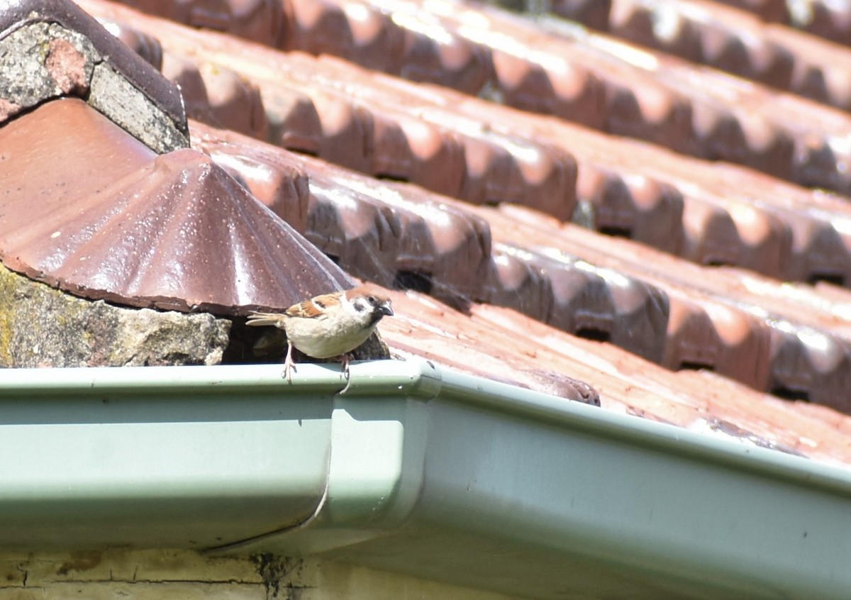 Eurasian Tree Sparrow - ML374547251