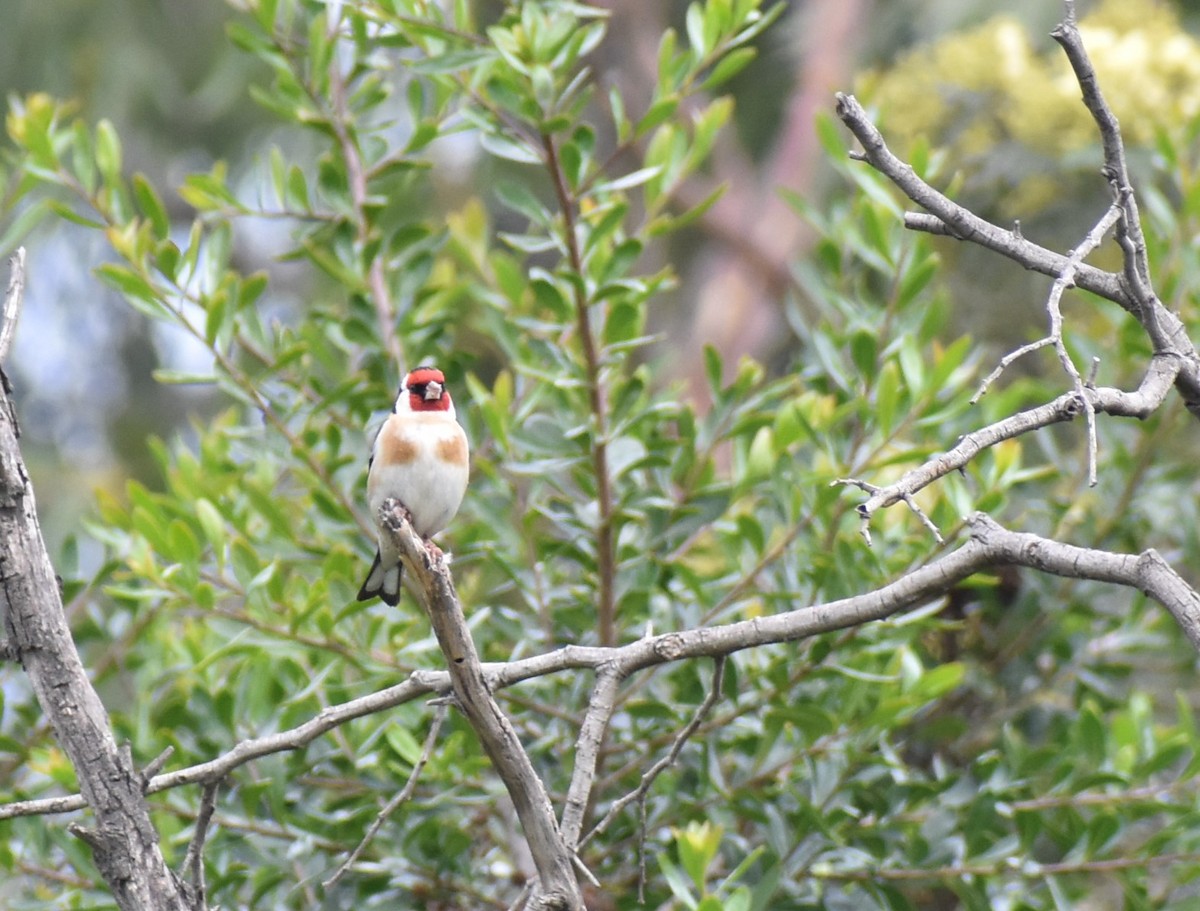 Бор бужирга - ML374547401