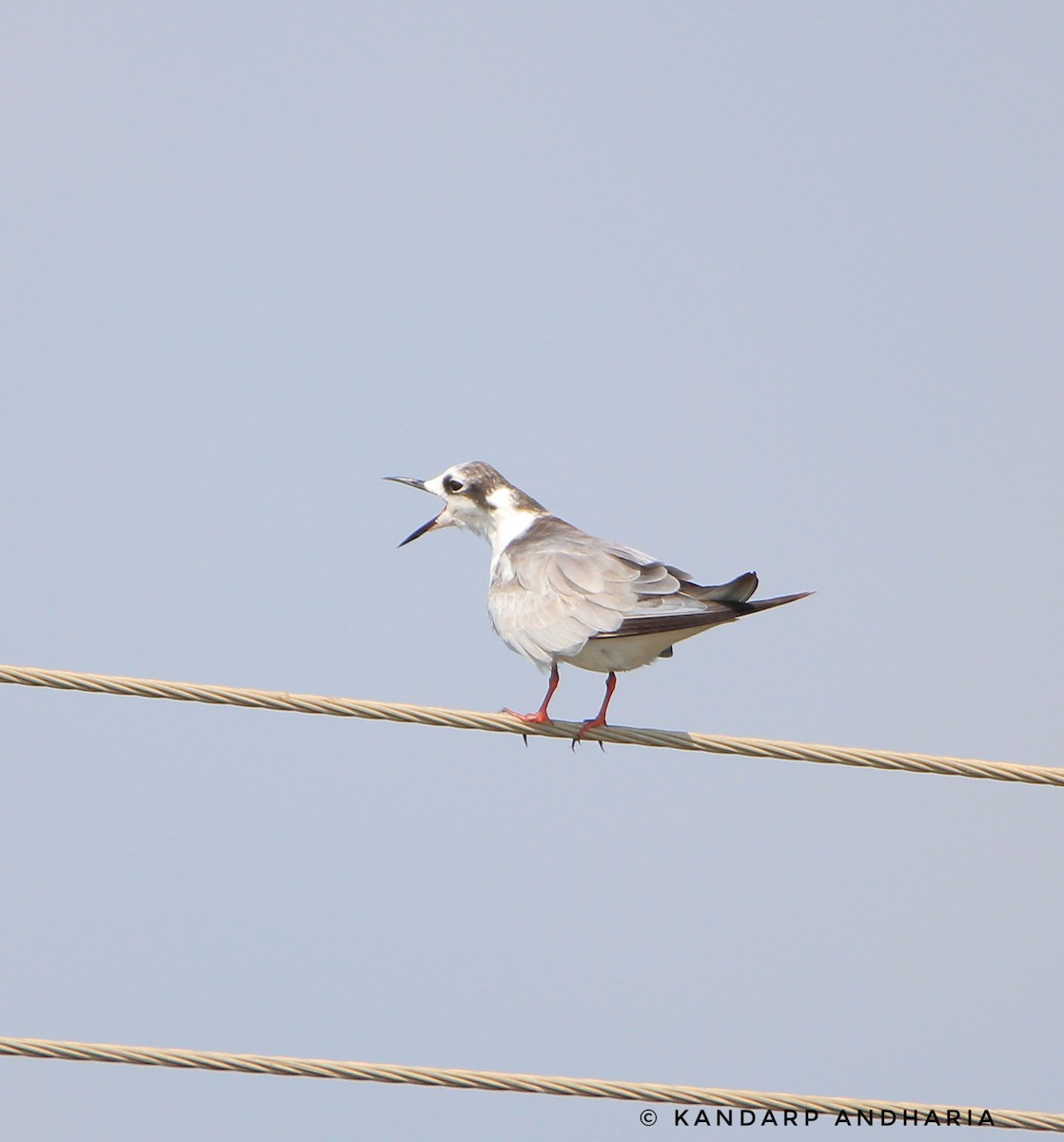 White-winged Tern - Kandarp  Andharia