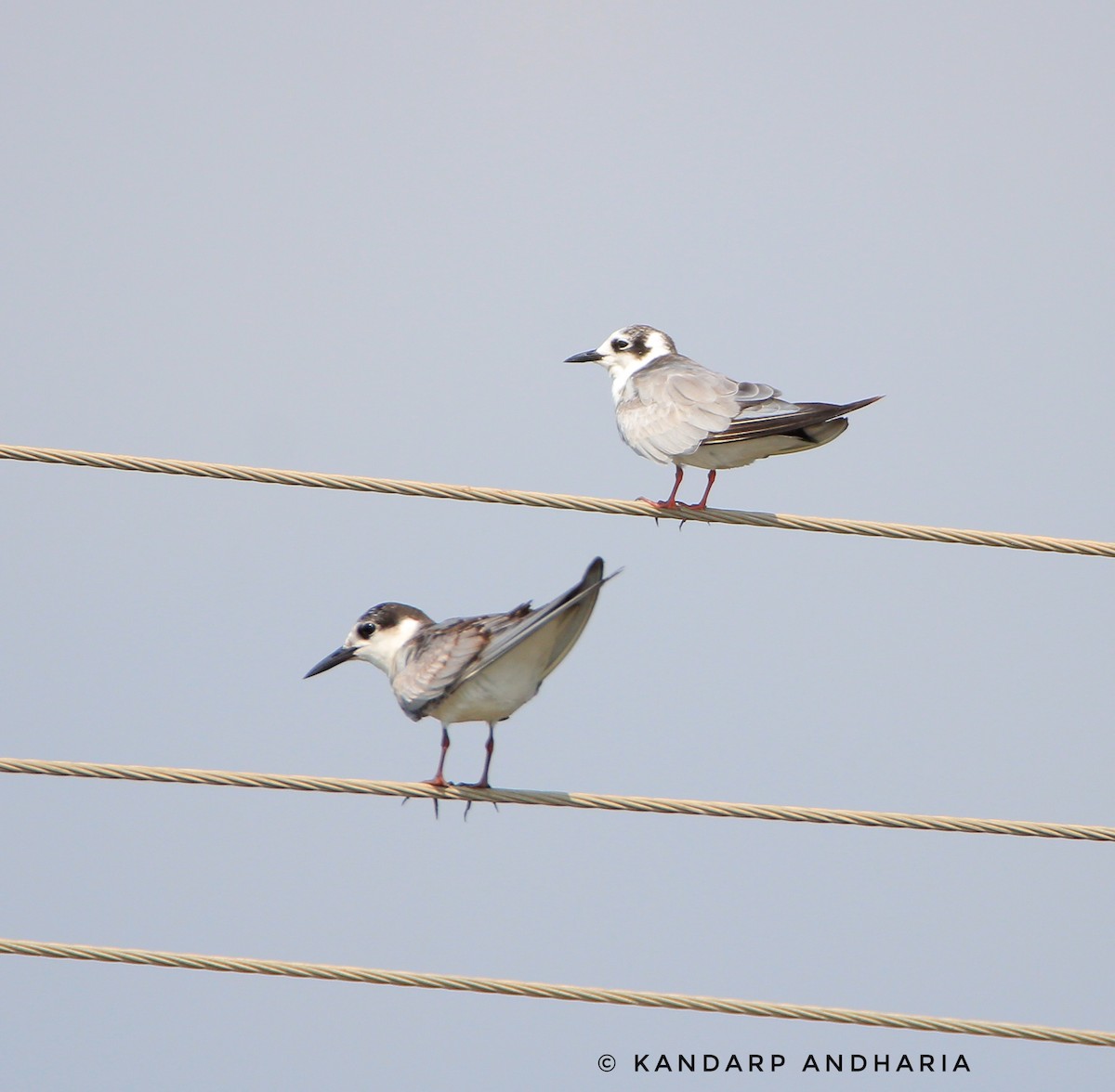 White-winged Tern - Kandarp  Andharia