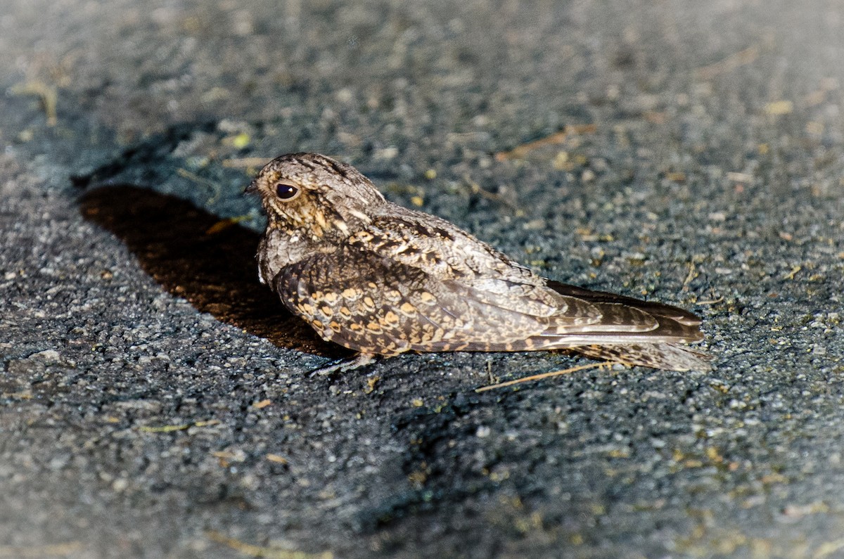 Gray Nightjar - Bruce Wedderburn