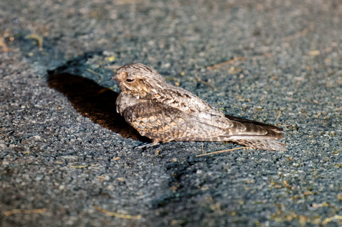 Gray Nightjar - ML374550661