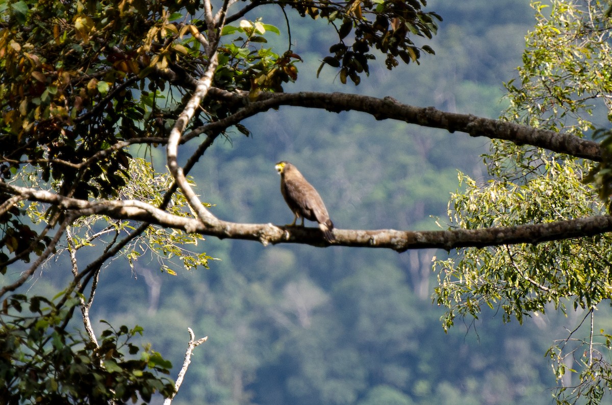 Crested Serpent-Eagle - ML374551281