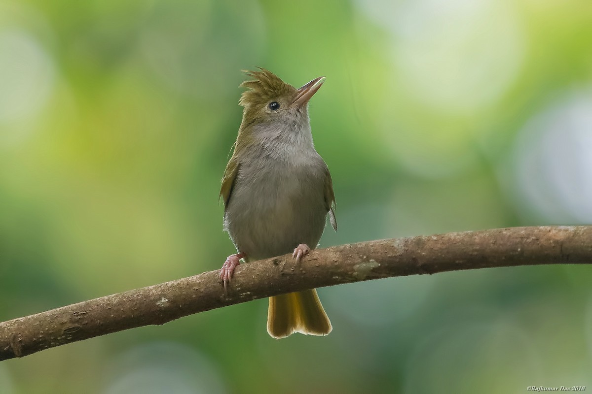 White-bellied Erpornis - Rajkumar Das