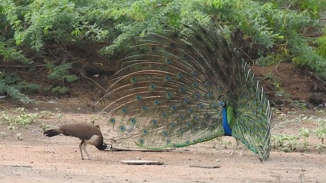 Indian Peafowl - ML374557501