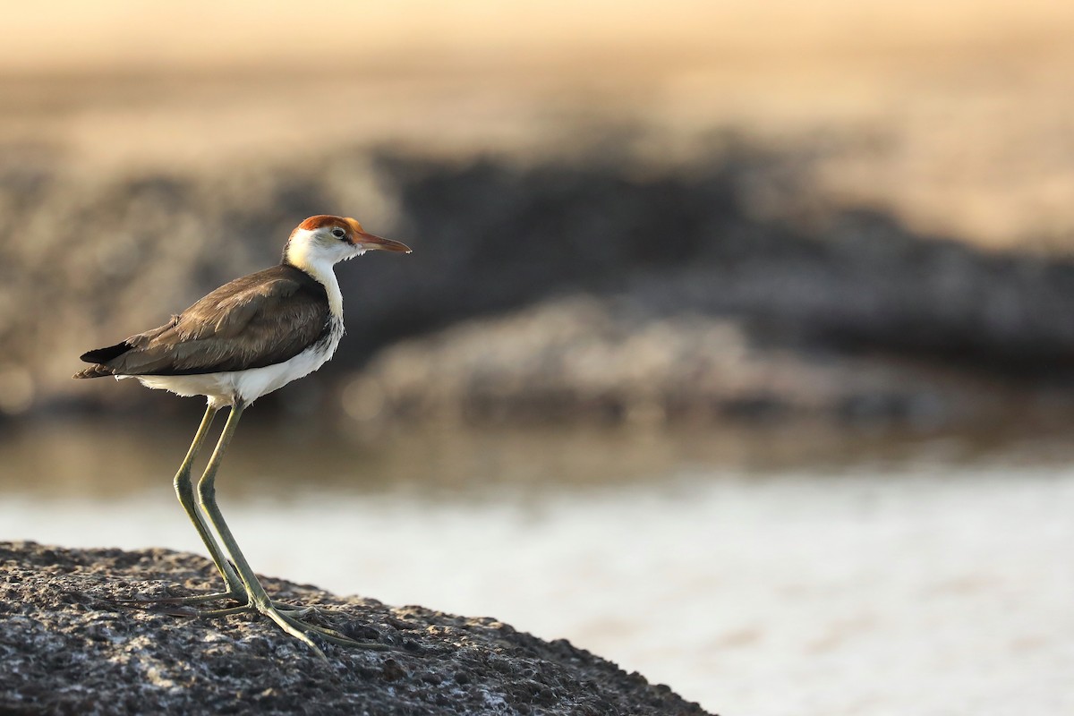 Comb-crested Jacana - Peter Kyne