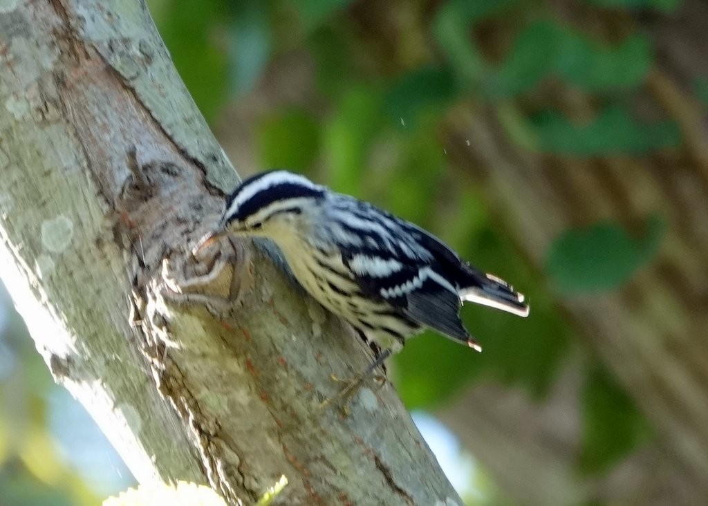 Пісняр строкатий - ML374561641