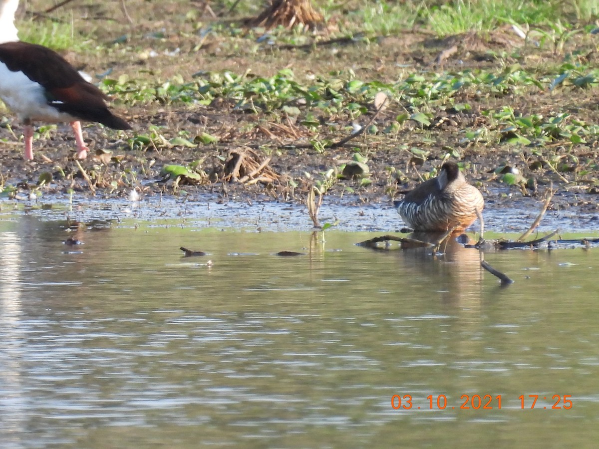 Pink-eared Duck - ML374562651