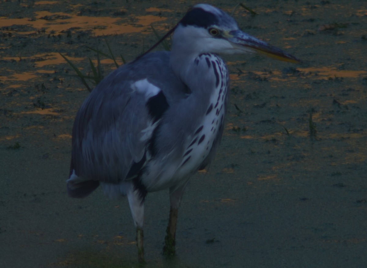 Gray Heron - ML374563641