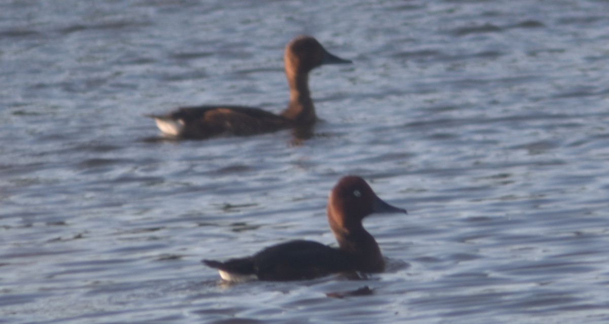 Ferruginous Duck - Metin Güzeliş