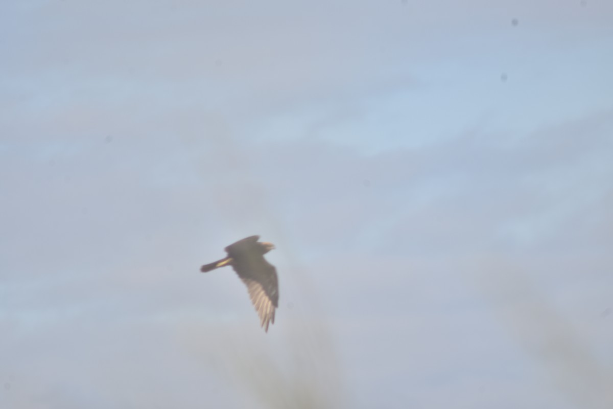 Western Marsh Harrier - ML374564781