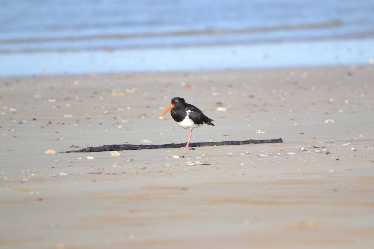 Pied Oystercatcher - Cortny Donald