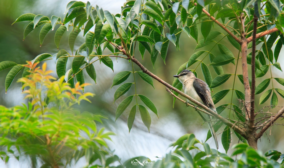 Brown-rumped Minivet - ML374565711