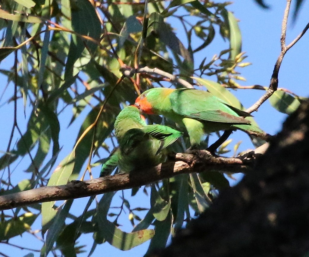 Little Lorikeet - ML37456671