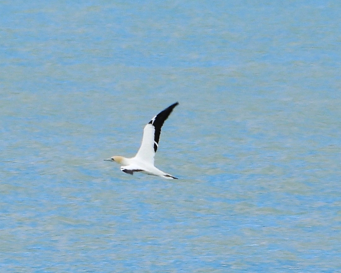 Australasian Gannet - ML374568181