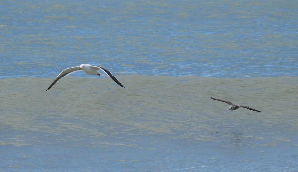 Kelp Gull - ML374568531