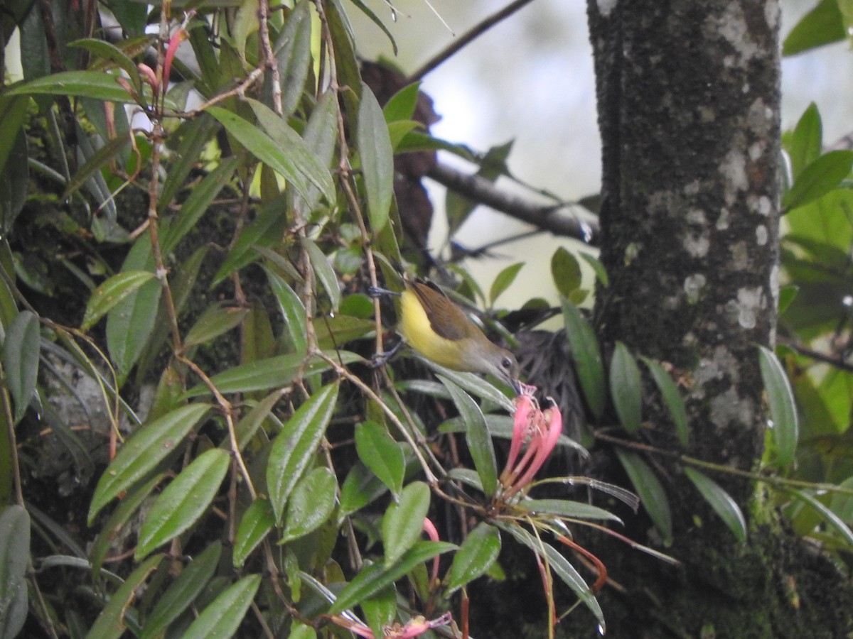 Little Spiderhunter - Amara Bharathy