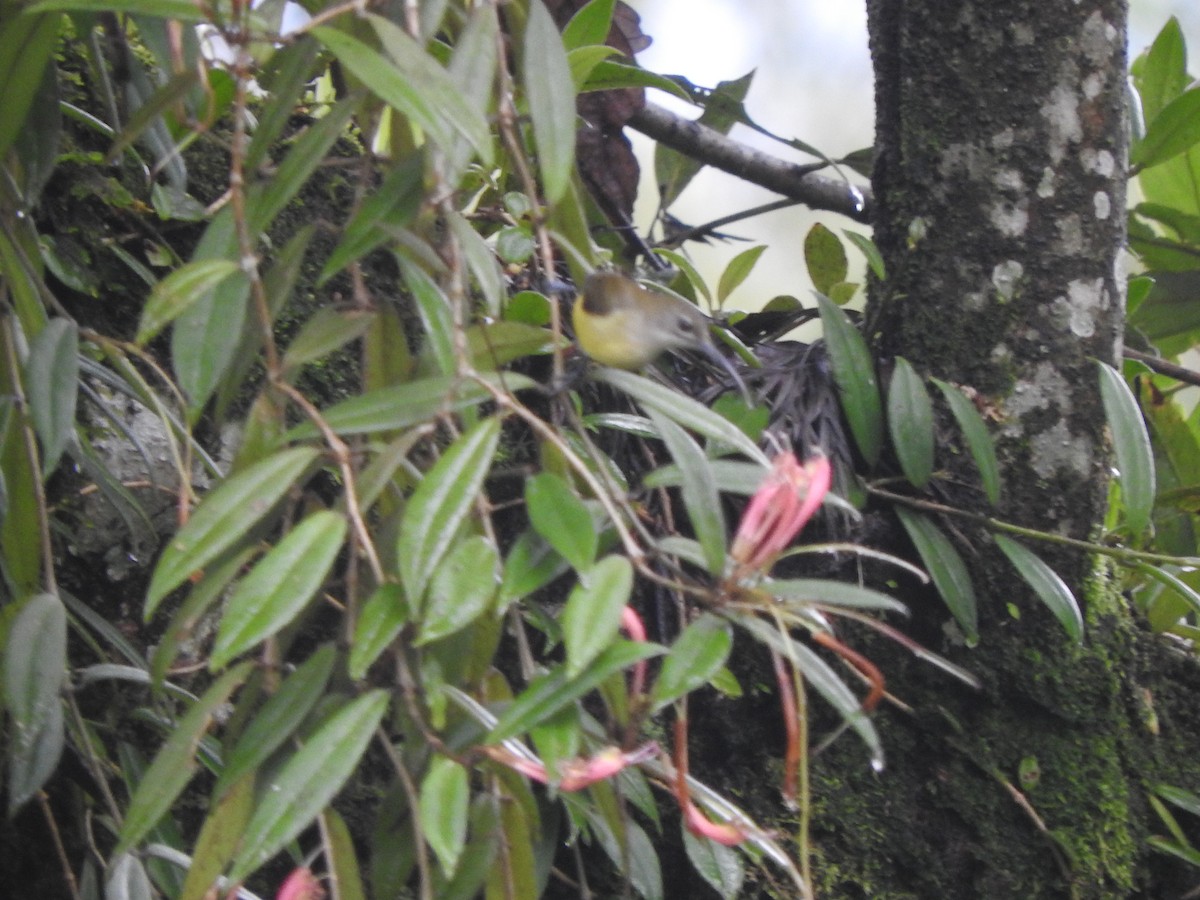 Little Spiderhunter - ML374570801