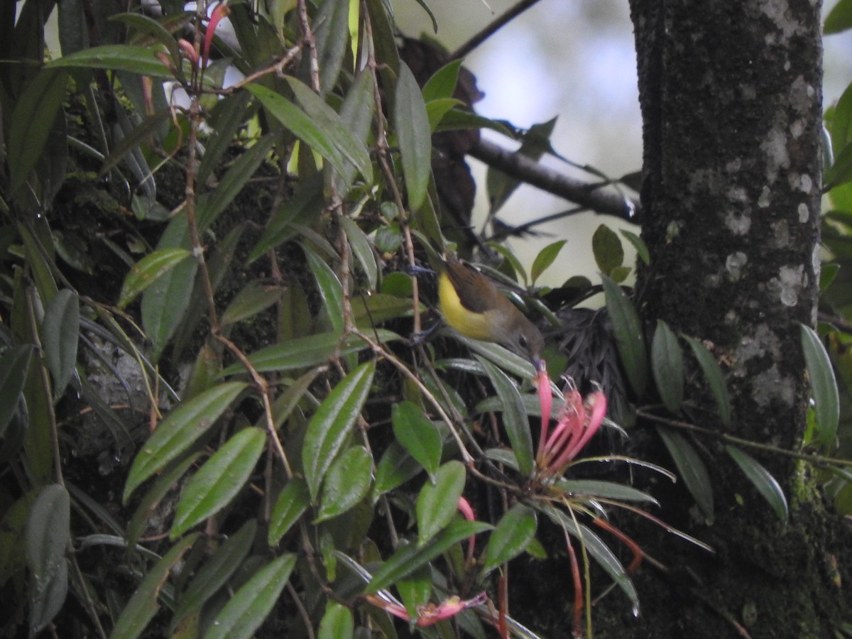 Little Spiderhunter - ML374570811