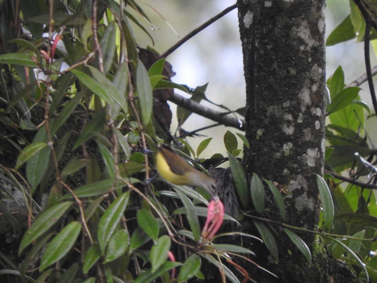 Little Spiderhunter - Amara Bharathy