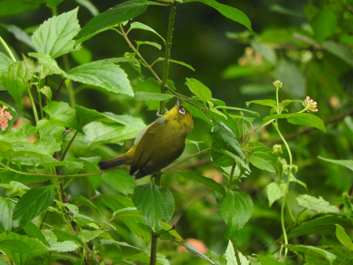 Gangesbrillenvogel - ML374570921