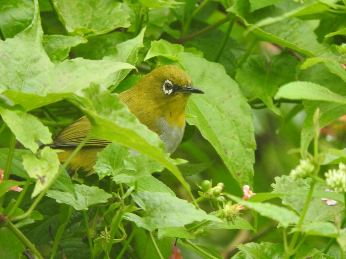 Indian White-eye - Amara Bharathy