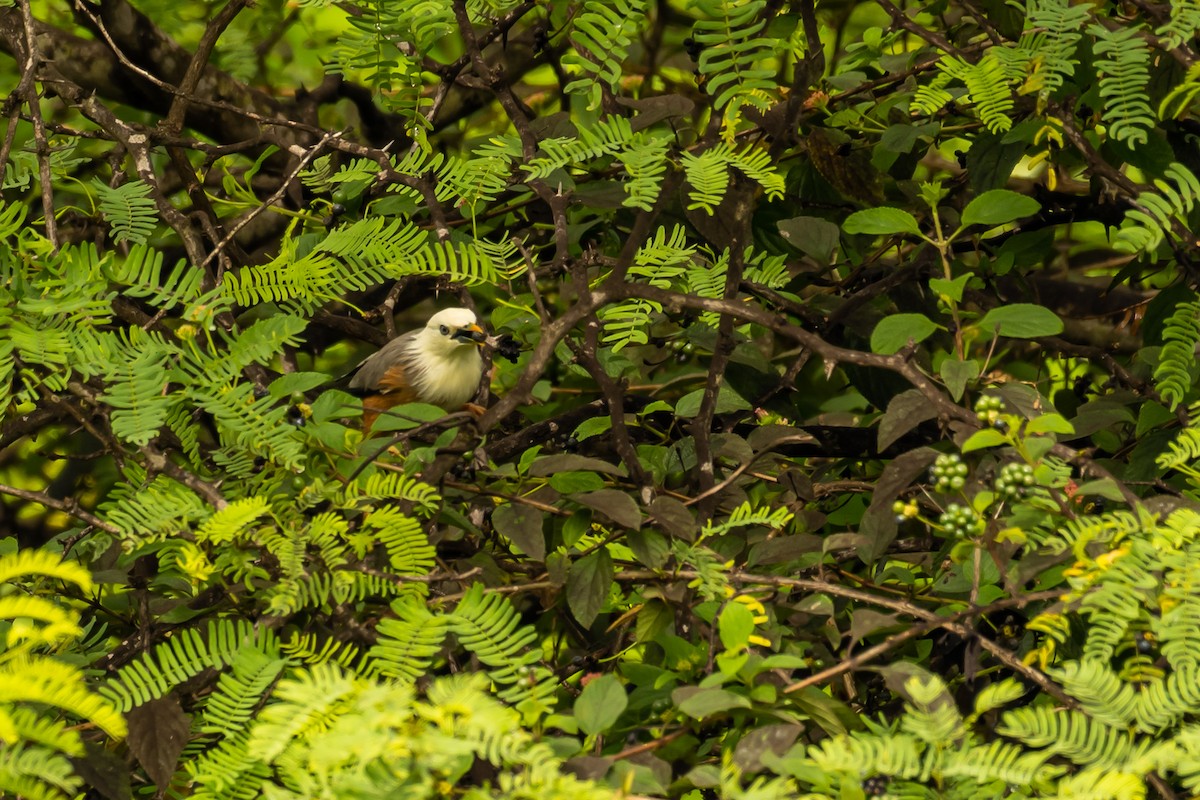 Malabar Starling - Aditya Rao