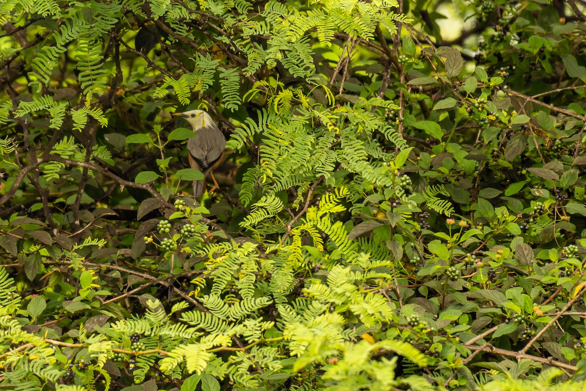 Malabar Starling - Aditya Rao