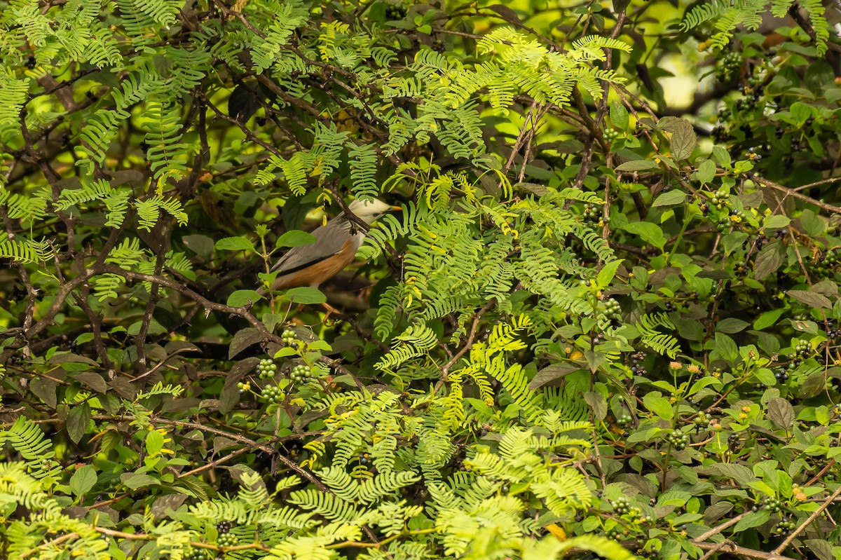 Malabar Starling - ML374571811