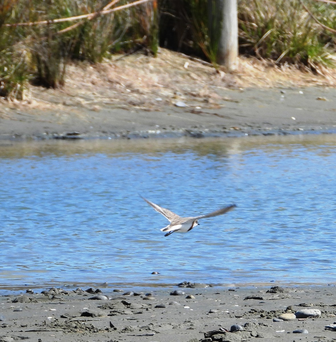 Double-banded Plover - ML374572021
