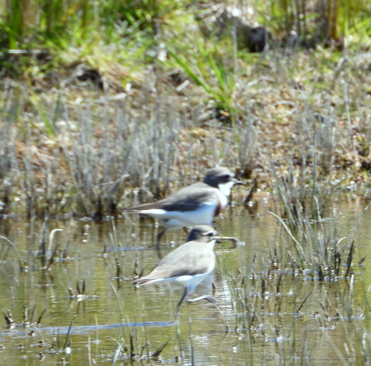 Double-banded Plover - ML374572051