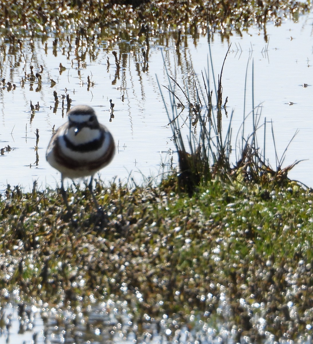 Double-banded Plover - ML374572141