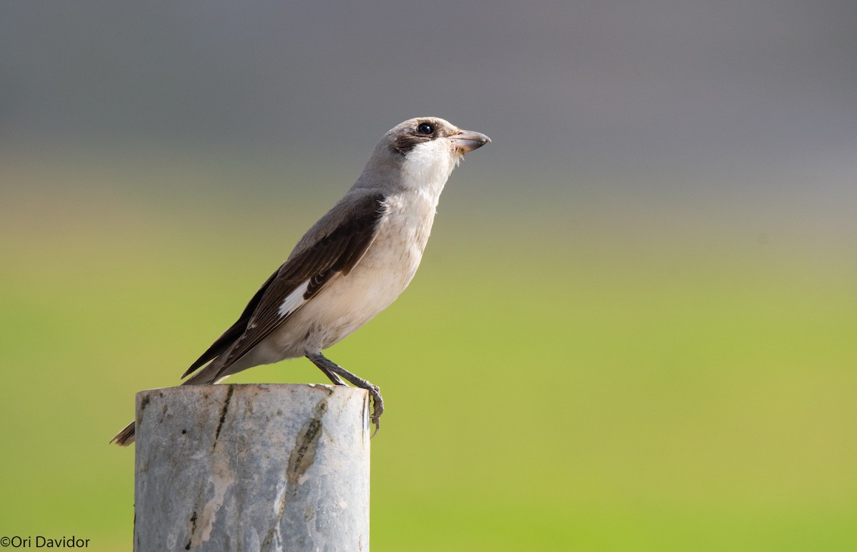 Lesser Gray Shrike - ML374572311