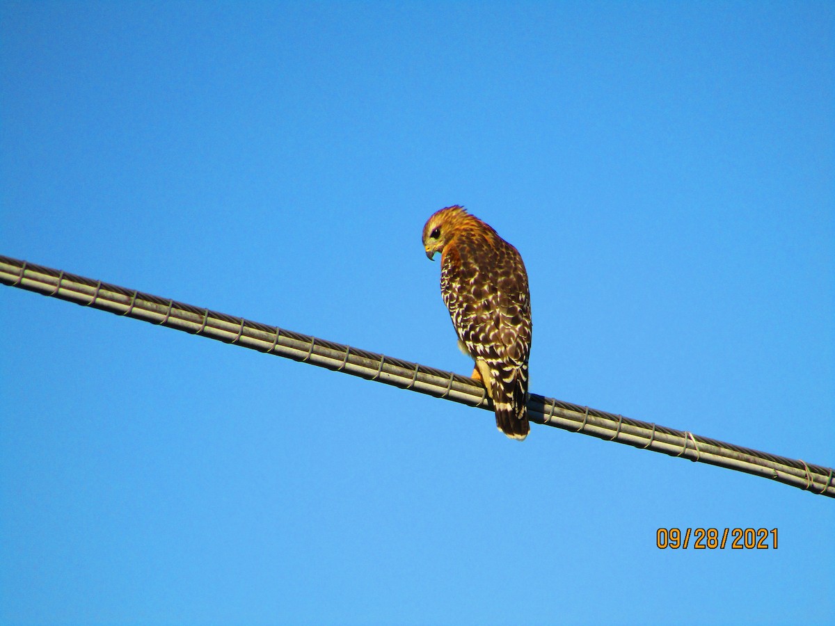 Red-shouldered Hawk - Patricia Tesmacher