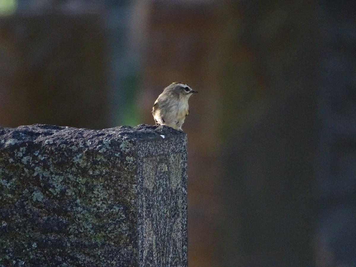 Golden-crowned Kinglet - ML374574901