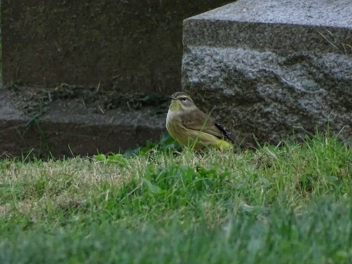 Palm Warbler - ML374575421