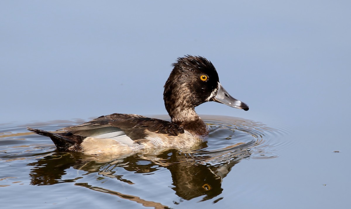 Ring-necked Duck - Matthew Grube