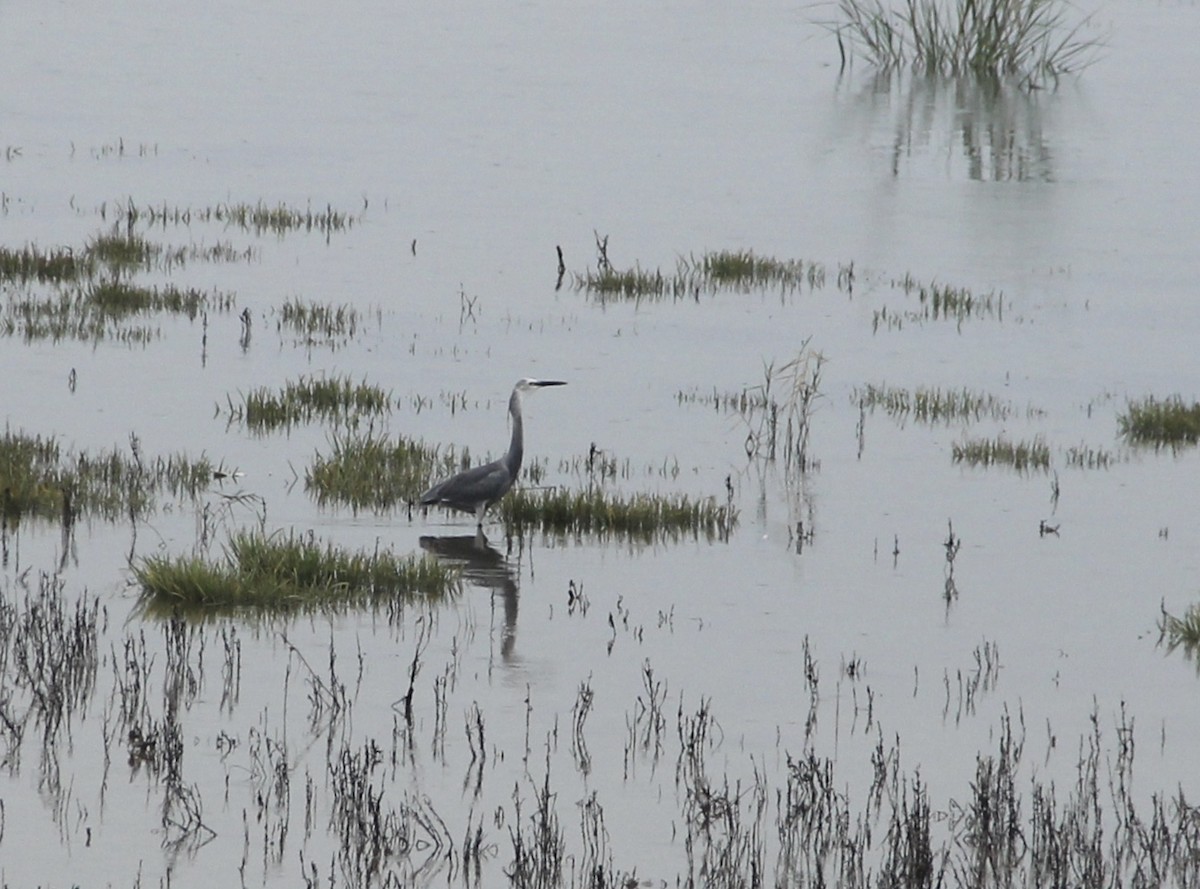 Little Egret - ML374578601