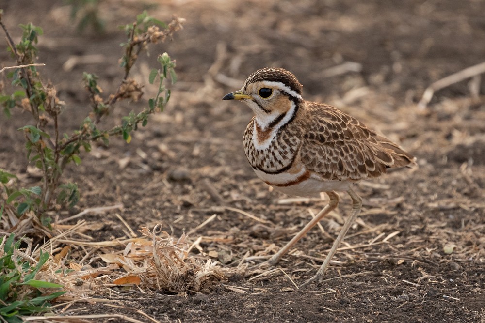 Three-banded Courser - ML374579591