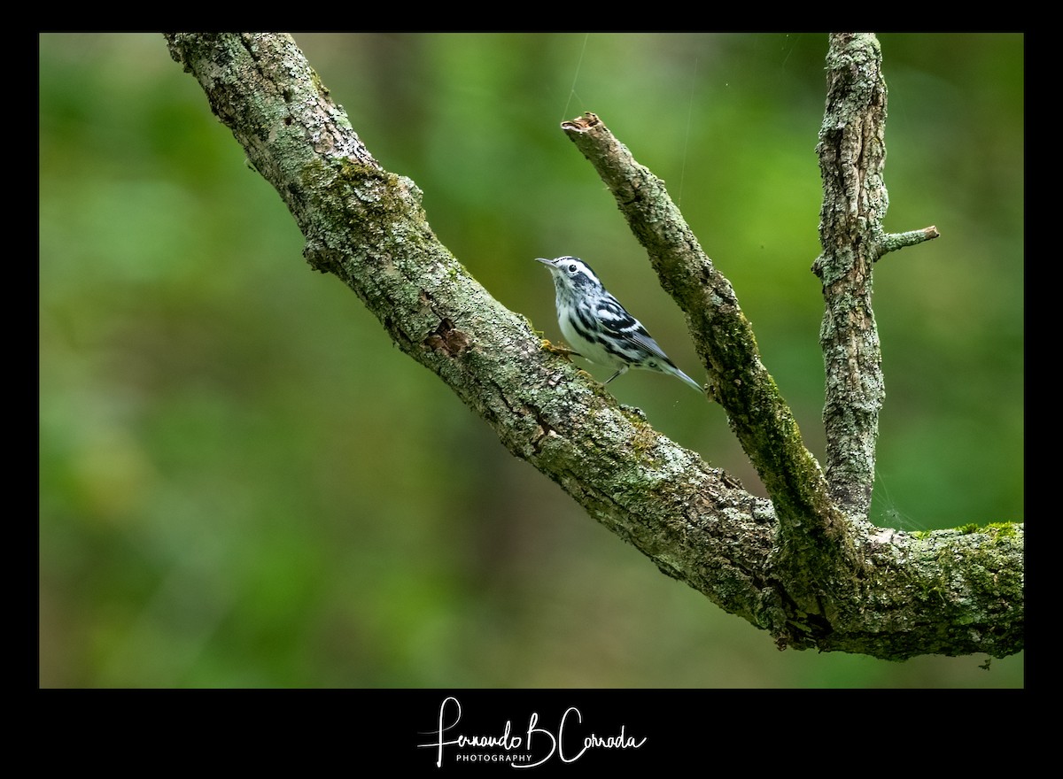 Black-and-white Warbler - ML374580581