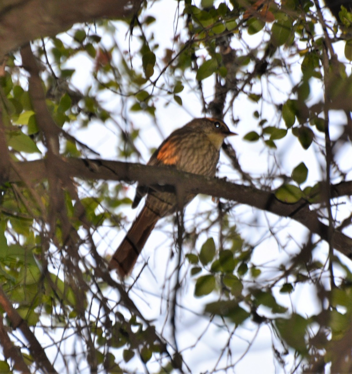 Buff-browed Foliage-gleaner - ML374580901