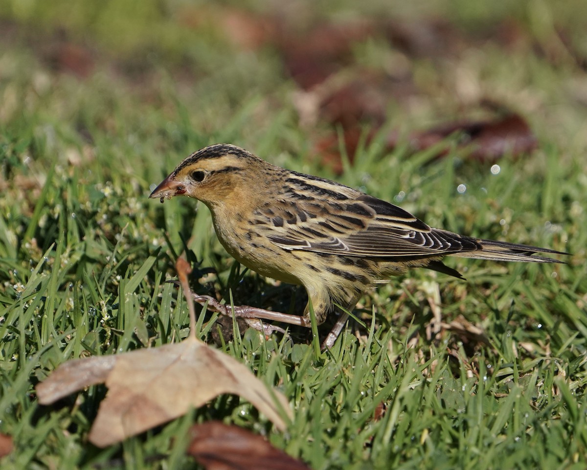 Bobolink - Don Hoechlin