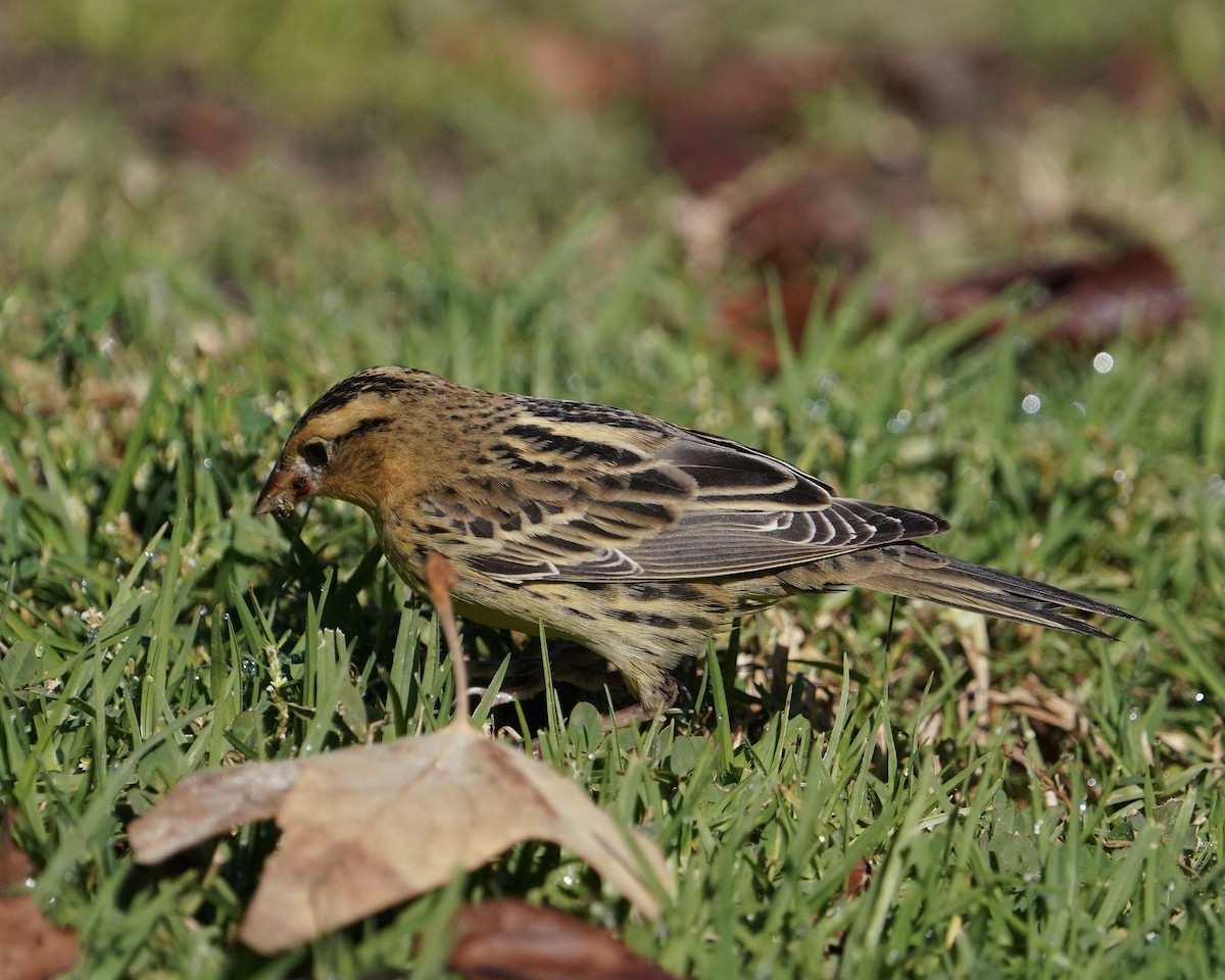 Bobolink - Don Hoechlin