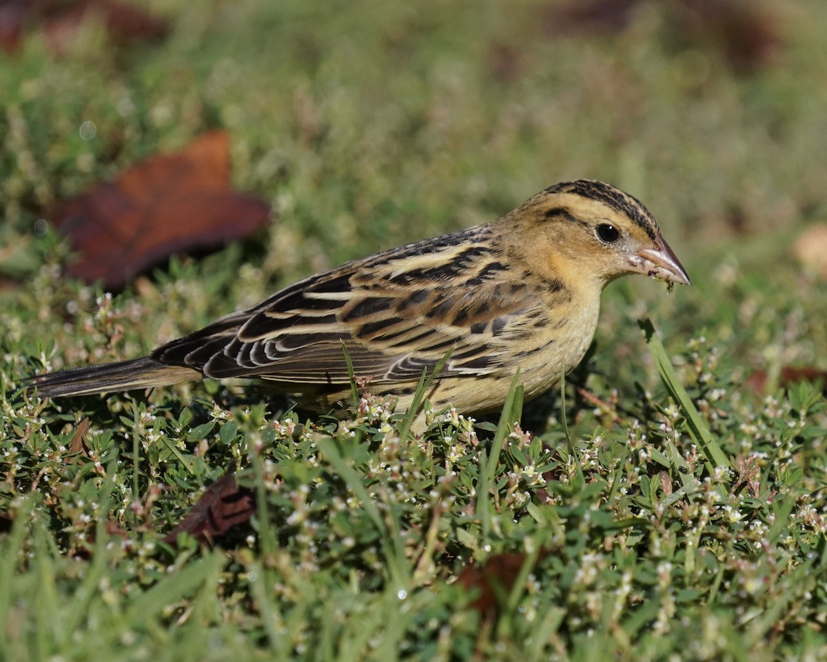 Bobolink - Don Hoechlin