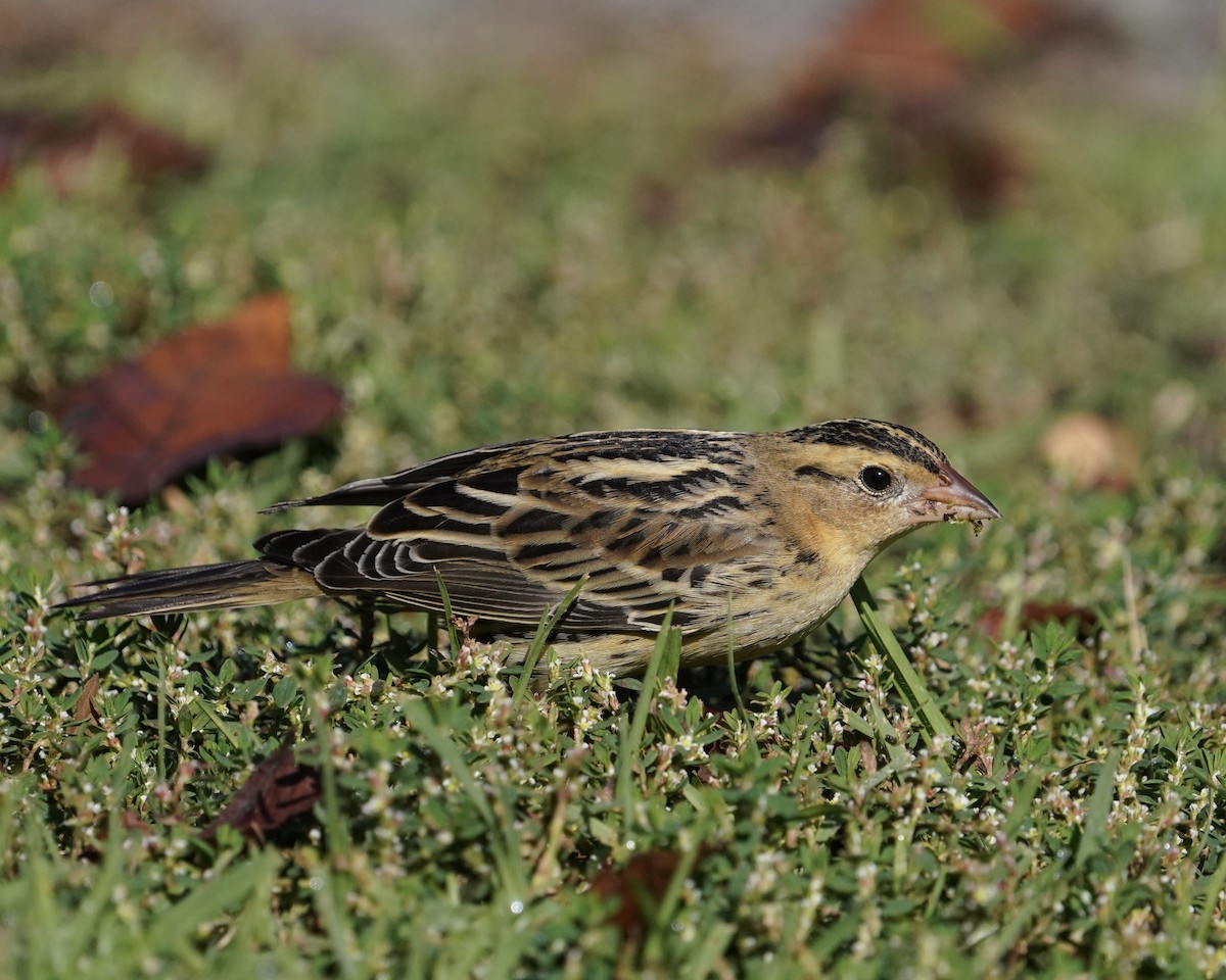 Bobolink - Don Hoechlin