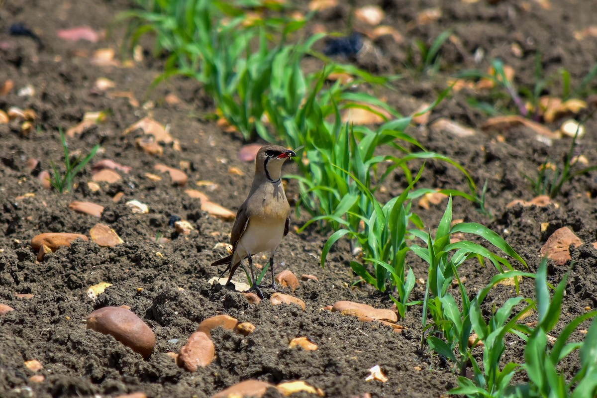 Collared Pratincole - ML374582061