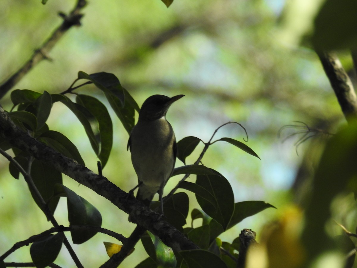 Creamy-bellied Thrush - dario wendeler