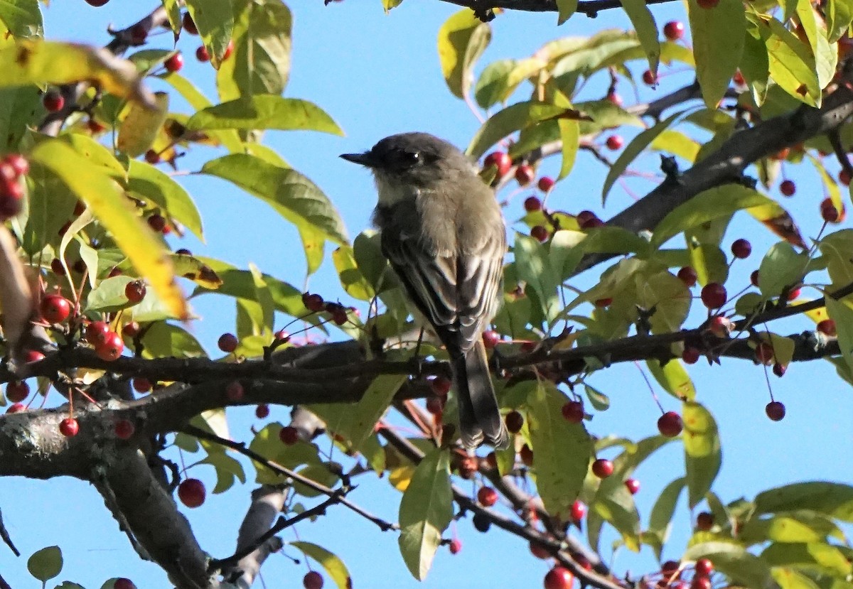 Eastern Phoebe - ML374582971