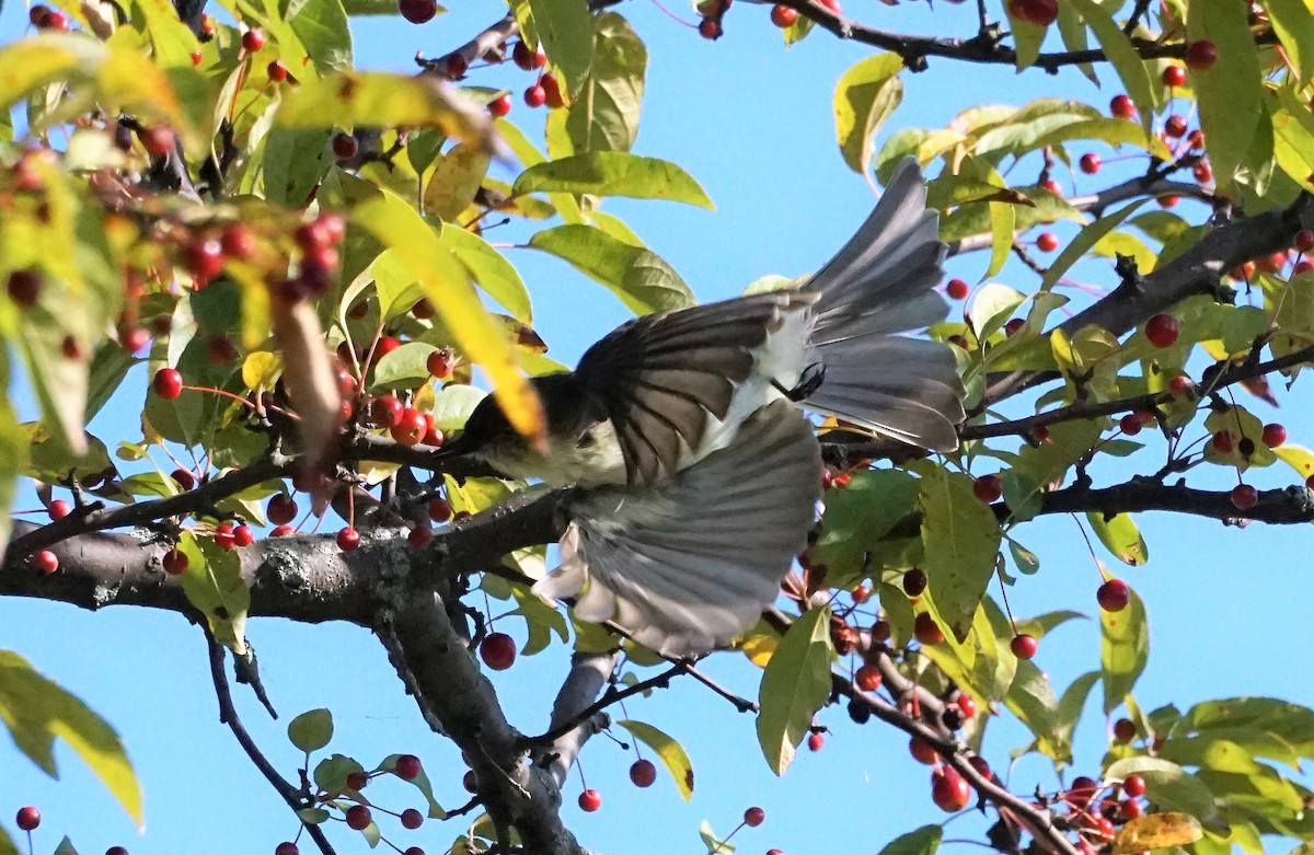 Eastern Phoebe - ML374583031